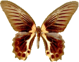 butterfly_brown_082.png