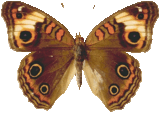 butterfly_brown_015.png