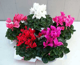 Цикламен – Cyclamen-5