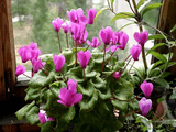 Цикламен – Cyclamen-2