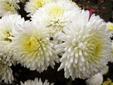 chrysanthemum12.jpg