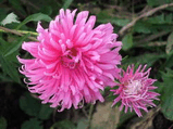 chrysanthemum10.jpg