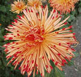 chrysanthemum9.jpg