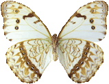 butterfly_white_070.png