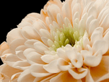 chrysanthemum5.jpg