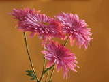 chrysanthemum3.jpg