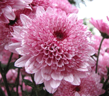 chrysanthemum1.jpg