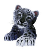 29177624.gif