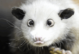 Cross eyed opossum(РљРѕСЃРѕРіР»Р°Р·С‹Р№ РѕРїРѕСЃcСѓРј).avi