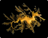 Leafy Sea Dragon.3gp