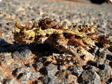 Moloch horridus