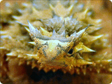 Moloch horridus