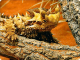 Moloch horridus