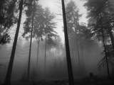 foggy_forest_2_2592_865153.jpg