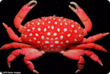 Neoliomera pubescens
