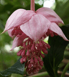 Medinilla magnified