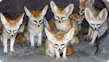 Vulpes zerda.jpg