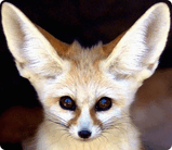Vulpes zerda.jpg