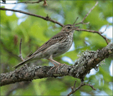 Лесной конёк (Anthus trivialis).jpg