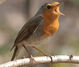 Зарянка (Erithacus rubecula).jpg