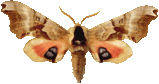 sphinx_moth_104.png