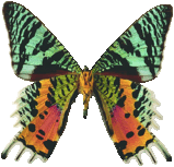 urania_ripheus_239.png