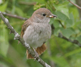 Обыкновенный соловей (Luscinia luscinia).jpg