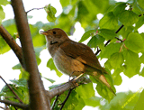 03 РћР±С‹РєРЅРѕРІРµРЅРЅС‹Р№ СЃРѕР»РѕРІРµР№ (Luscinia luscinia)