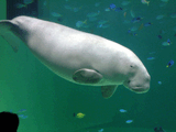 Dugong dugon.jpg