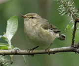 Пеночка-весничка (Phylloscopus trochilus).jpg