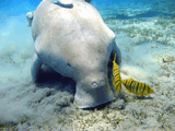 Dugong dugon.jpg