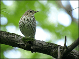 05 РџРµРІС‡РёР№ РґСЂРѕР·Рґ (Turdus philomelos).mp3