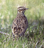 Лесной жаворонок (Lullula arborea).jpg