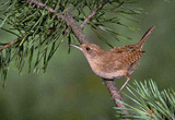 08 РљСЂР°РїРёРІРЅРёРє (Troglodytes troglodytes).mp3