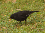 Черный дрозд (Turdus merula).jpg