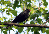 Черный дрозд (Turdus merula).jpg