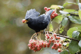 Черный дрозд (Turdus merula).jpg