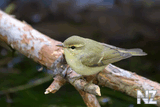 12 Р—РµР»РµРЅР°СЏ РїРµРЅРѕС‡РєР° (Phylloscopus trochiloides).mp3