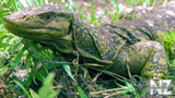 Varanus bitatawa.jpg