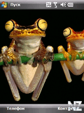 frog.zip