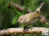 Пеночка-теньковка(Phylloscopus collybita).jpg