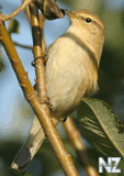 Пеночка-теньковка(Phylloscopus collybita).jpg