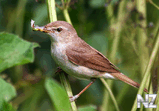 Садовая камышевка (Acrocephalus dumetorum).jpg