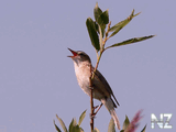 Садовая камышевка (Acrocephalus dumetorum).jpg