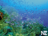 tropic_fishes_1024.jpg