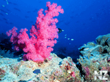 pink_coral_1024.jpg