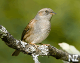 Лесная завирушка (Prunella modularis).jpeg