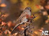 Лесная завирушка (Prunella modularis).jpg