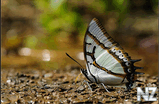 Polyura eudamippus.jpg