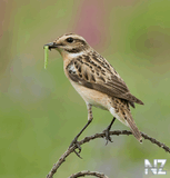 Луговой чекан (Saxicola rubetra).jpg